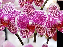 蘭花,花,春