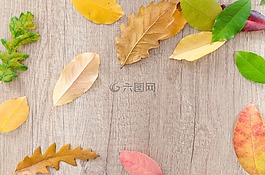 秋,橙色,自然