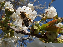 蜜蜂,花粉,昆蟲
