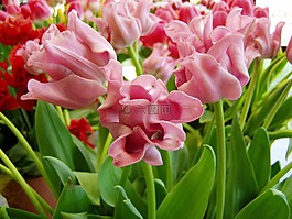 郁金香,花,春