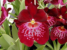 蘭花,花,春