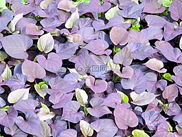 性質(zhì),植物,葉