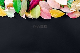 秋,橙色,自然