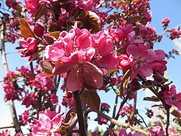 花卉,性質(zhì),春天的花朵