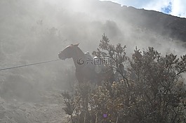 馬,酒吧,下午