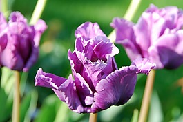 郁金香,紫色,花
