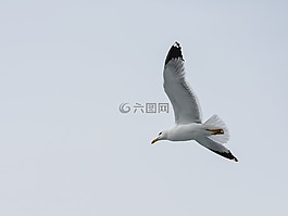 海鷗,海,鳥