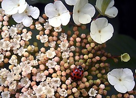 鮮花,白,瓢蟲