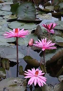 蓮花,鮮花,植物