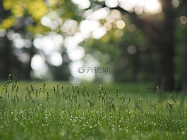 綠色,草,草原
