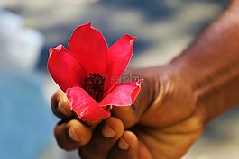 紅色,異國(guó)情調(diào),花