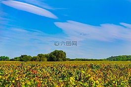 葡萄樹,秋天,葡萄園