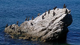 海,scoglio,鸟