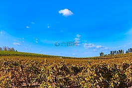 葡萄樹,秋天,葡萄園