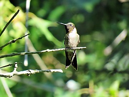 鳥,蜂鳥,野生動物