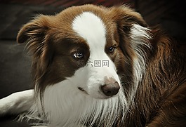 邊境牧羊犬,狗,走獸