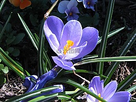 花,番紅花,特寫(xiě)