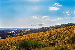 葡萄樹,秋天,葡萄園
