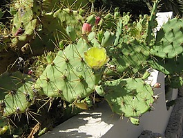 katus,開花,廠