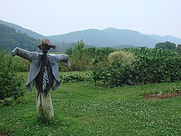 收獲,稻草人,秋天