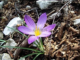 花,番紅花,特寫(xiě)