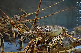 龍蝦,食物,魚