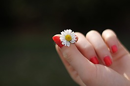 手,雛菊,花