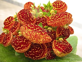 花,紅色,綠色