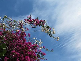 bogondia,花天空,粉红色的花