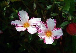 鮮花,開花,植物