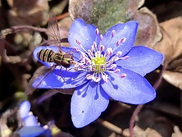 alaus,蓝色的花,花卉