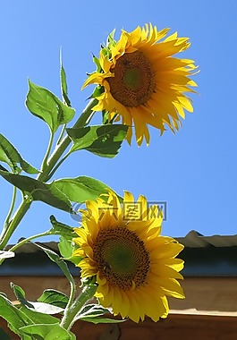 花,向日葵,蜜蜂