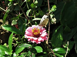 蝴蝶,蝴蝶在花上,粉红色的花