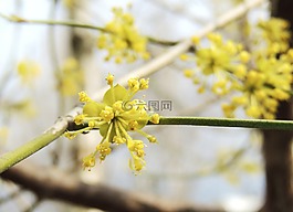 开花,花,fruegling