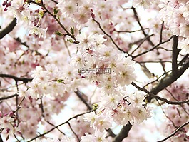 开花,花,fruegling