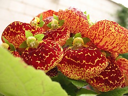 花,紅色,綠色