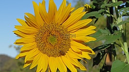 花,向日葵,蜜蜂