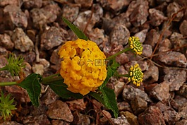 黃色,異國(guó)情調(diào),花