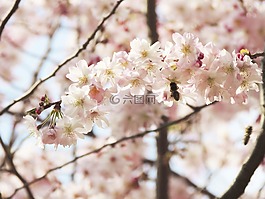 开花,花,fruegling