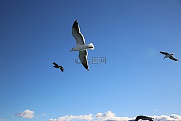 海鳥,天空,藍色