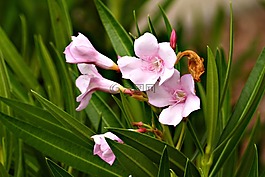 鮮花,異國(guó)情調(diào),粉紅色