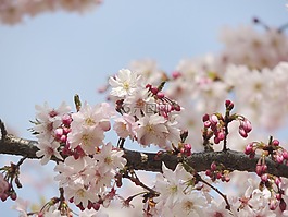 开花,花,fruegling