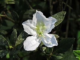 潔白的花朵,嬌嫩的花,熱帶花卉
