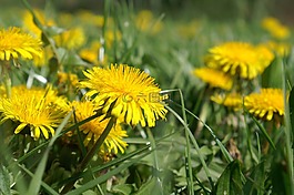 草地,性質(zhì),花