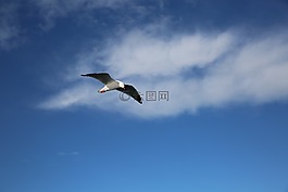 海鸟,鸟,蓝天