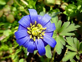 雄蕊,春天,藍色的花