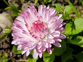 黛西,花卉,春天的花朵