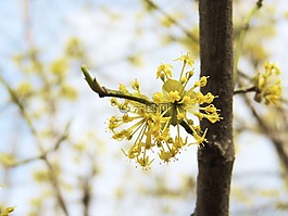 开花,花,fruegling