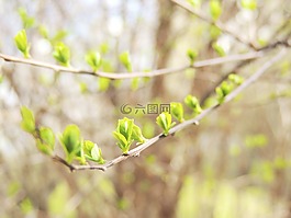 科,芽,春天
