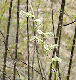 顯示,開(kāi)花,盛開(kāi)